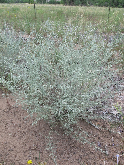 Artemisia ludoviciana ssp. albula